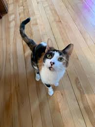 Buy, sell and adopt puppies, dogs, cats, kittens and other pets in your local area. Cat For Adoption Squeaker A Calico Domestic Short Hair Mix In St Paul Mn Petfinder