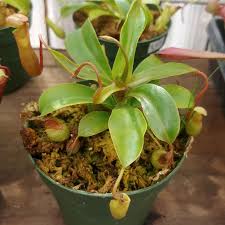 6 inch nepenthes pitcher plant cactus jungle 6 inch nepenthes pitcher plant