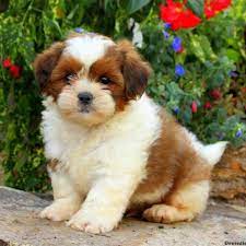 Lhasa Apso Puppies For Sale Greenfield Puppies Lhasa Apso Puppies Lhasa Apso Greenfield Puppies