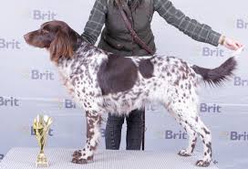 Image result for Velký münsterlandský ohař