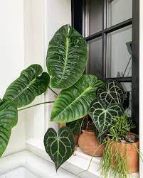 Just A Little Update From Our Favorite Corner Of The Flagship Our Shop Anthurium Veitchii And Anthurium Clarinervium Ar Plants Outdoor Plants Planting Flowers