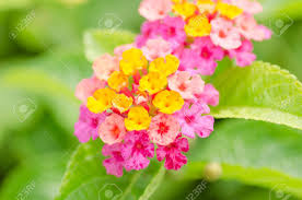 Lantana Or Wild Sage Or Cloth Of Gold Or Lantana Camara Flower Flowers Lantana Lantana Camara