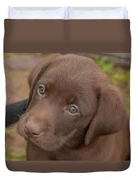 We will administer the 7/8 week because your puppy's digestive system is sensitive, we do not recommend giving your puppy any treats until 6 months old. Chocolate Labrador Retriever Puppy Duvet Cover For Sale By Linda Arndt