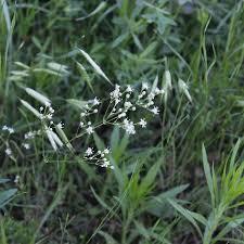 Image result for Silene kiwuensis