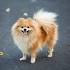German Spitz Dog Breed Profile | Petfinder