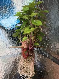 I'll give you three choices: Sweet Potato Leaves Not A Horticulturist