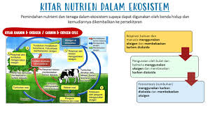 Ternyata karbon dan oksigen adalah gas yang sangat erat kaitannya dengan hidup kita. Sains Tingkatan 2 Bab 2 Ekosistem Science Quizizz