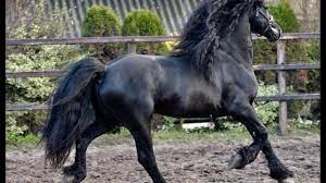 What Is The Average Life Expectancy Of A Friesian Horse