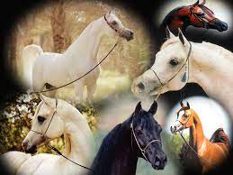 صور خيول اجمل صور خيول صور خيول عربية اصيلة حصان اصيل منتديات حلم العرب horses animals work horses