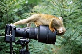 images