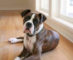 Hyperadrenocorticism, or cushing's disease, is caused by an overproduction of a cortisol hormone, which helps dogs respond to stress and modulates the immune system. Boxer Health Norcal Boxer Rescue