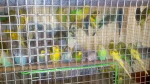 Love Birds Available Tamil Nadu Madurai 09943395854 Youtube