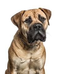 American Mastiff