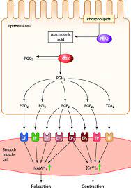 Pin By Germanvet89 On Physiology Biochemistry Physiology Pharmacology
