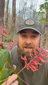 Preserving Ecosystems with Native Plants in Tennessee