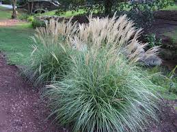 A Look At Bluemel Grasses Hoffman Nursery Grasses Landscaping Landscaping Plants Easy Landscaping