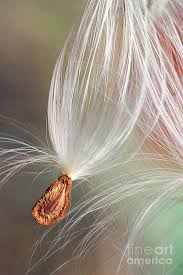 Check spelling or type a new query. Milkweed Seed Photograph By Donald Erickson