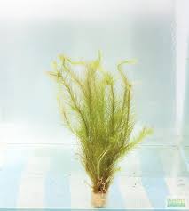 Image result for Mayaca