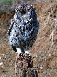 Western Screech Owl Wikipedia