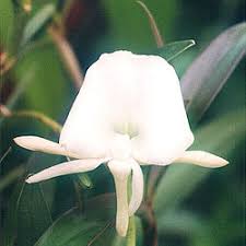 Image result for Angraecum chamaeanthus
