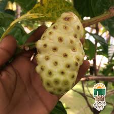 Image result for Morinda