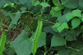 四棱豆什么时候种植 什么季节 四棱豆种植技术 致富热 winged bean herbs plants
