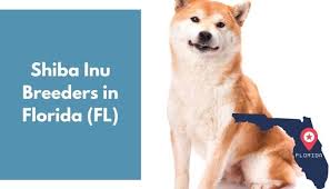 Started in june 2012, sirf is a shiba inu rescue group located in florida. 20 Shiba Inu Breeders In Florida Fl Shiba Inu Puppies For Sale Animalfate