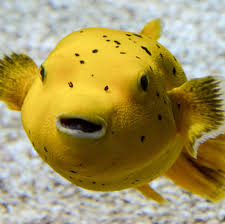 To receive gold in a dream suggest success will soon be yours. Dreams About Fish What Do They Mean An Expert Reveals