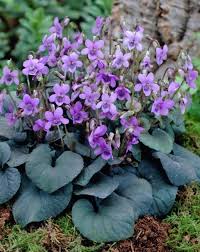 Bluhende Bodendecker Veilchen Viola Odorata Bluete Schatten Pflegeleicht Violett Lila Blumen Bodendecker Mehrjahrige Pflanzen