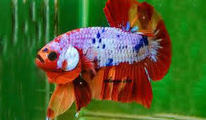 Check spelling or type a new query. Ikan Cupang Nemo Jenis Ciri Ciri Cara Merawat Hingga Harga