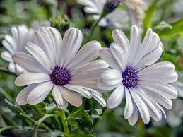 We have an extensive collection of amazing background images carefully chosen by our community. 60 Best Beautiful Summer Flowers With Pictures You Must See Florgeous