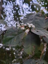 Image result for Ehretia cymosa