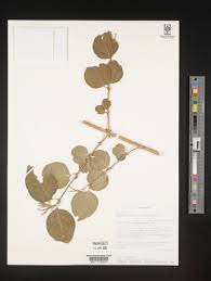 Image result for Jasminum breviflorum