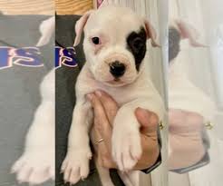 View Ad American Bulldog Litter Of Puppies For Sale Near North Carolina Mills River Usa Adn 314844