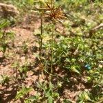 Image result for Cyperus amabilis