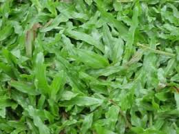 Pemandangan yang asri memang sangat unik dan menarik jika ditemukan dalam sebuah ruangan. Jual Rumput Taman Di Pekanbaru Jual Bibit Tanaman