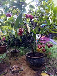 Tanam pokok buah bidara dalam pasu. Tanam Pokok Jambu Air Dalam Pasu Lebih Mudah Lagi Cepat Berbuah 4 Kali Setahun Vanilla Kismis