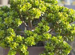 Check spelling or type a new query. Crassulas Dedans Dehors C Est Une Question De Saison Mon Jardin D Idees