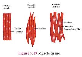 But vary in some ways Muscular Tissue Classification Types Functions Animal Tissue