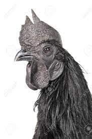 Black and white format is usually continued for the collected volumes of individual titles like one piece, which consist of about 200 pages each on smaller, higher quality pages, and sold for about $5 each. Black Rooster Ayam Cemani Chicken Isolated On White Background Stock Photo Picture And Royalty Free Image Image 153256980