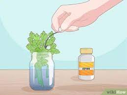 We did not find results for: How To Grow Parsley From Cuttings 13 Steps With Pictures