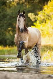 Buckskin (horse), a body color of horses similar to buckskin leather, the animals also have a black mane and tail. Facebook