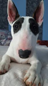 Beautiful Bullie Best Short Haired Dogs For Families Dogs English Bull Terriers My Favorite Bulli Mini Bull Terriers English Bull Terriers Bull Terrier