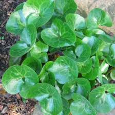 Botanic names and their common name equivalent. Botanical Latin Basics