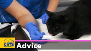 Incisors, canines or fangs, premolars, and molars. How To Clean Your Cat S Teeth Feline Dental Care Youtube