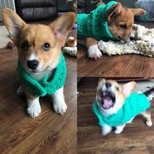 The joy of a gentle, loving dog look