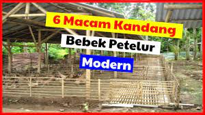 Check spelling or type a new query. 6 Kandang Bebek Petelur Modern Yang Bisa Di Terapkan