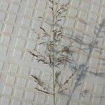 Image result for Eragrostis cylindriflora