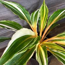 Image result for Chlorophytum affine