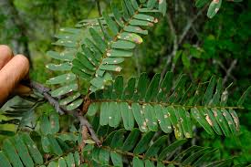 Image result for Brachystegia boehmii